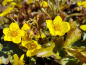 Preview: bodendecker winterhart gelb blühend waldsteinia